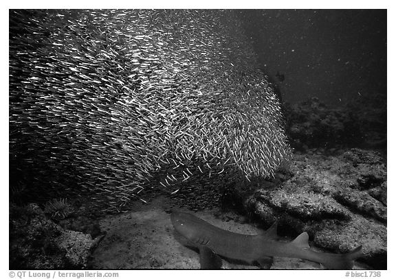 School of baitfish and nurse shark on sea floor. Biscayne National Park (black and white)
