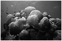 Brain coral and fish. Biscayne National Park ( black and white)