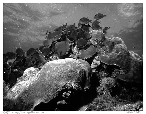 Coral and blue fish. Biscayne National Park (black and white)