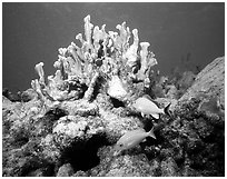 Coral and smallmouth grunts. Biscayne National Park, Florida, USA. (black and white)