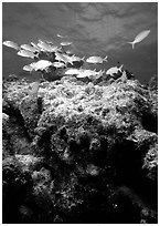 Coral and smallmouth grunts. Biscayne National Park, Florida, USA. (black and white)