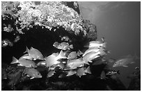 Yellow snappers under an overhang. Biscayne National Park, Florida, USA. (black and white)