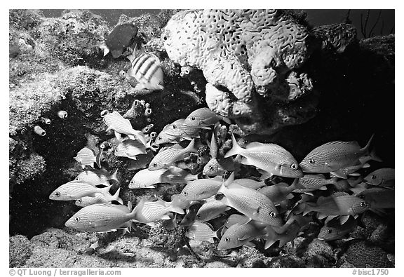 Yellow snappers and orange coral. Biscayne National Park (black and white)