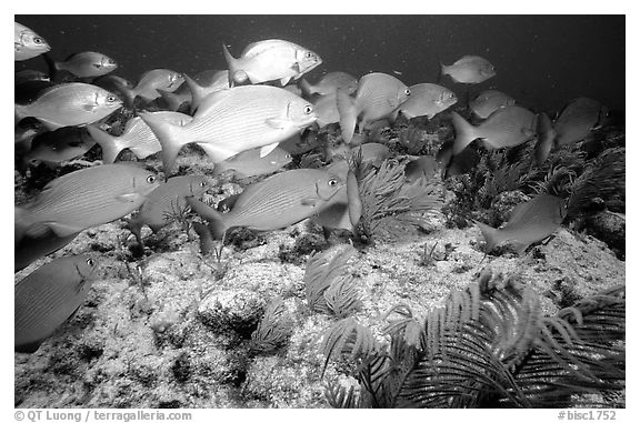 School of snapper fish. Biscayne National Park (black and white)