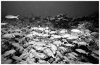 School of yellow snappers. Biscayne National Park, Florida, USA. (black and white)