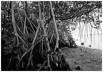 Mangroves on the shore at Convoy Point. Biscayne National Park, Florida, USA. (black and white)