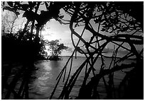 Biscayne Bay viewed through dense mangrove forest, sunset. Biscayne National Park, Florida, USA. (black and white)