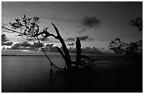 Biscayne Bay viewed through fringe of mangroves, dusk. Biscayne National Park ( black and white)