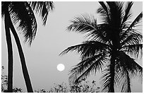 Palm trees and moon, Convoy Point. Biscayne National Park, Florida, USA. (black and white)