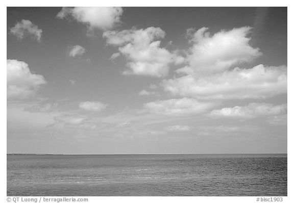 Sky and Elkhorn coral reef. Biscayne National Park (black and white)