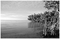 Mangrove shore of Elliott Key, sunset. Biscayne National Park ( black and white)