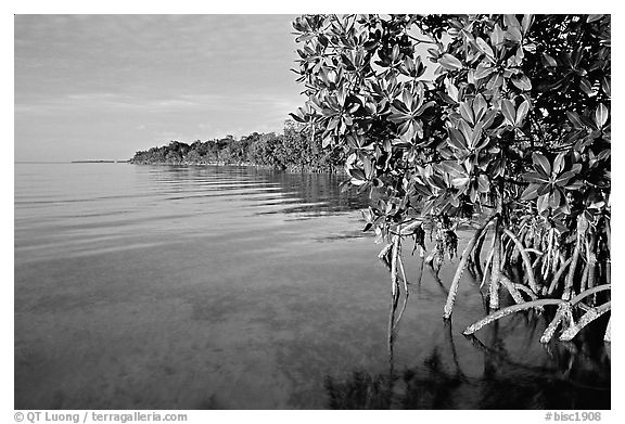 Coastal environment with mangroves,  Elliott Key, sunset. Biscayne National Park (black and white)