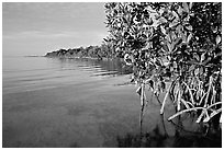 Coastal environment with mangroves,  Elliott Key, sunset. Biscayne National Park ( black and white)