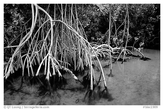 Mangrove (Rhizophora) root system,  Elliott Key. Biscayne National Park (black and white)
