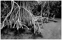 Mangrove (Rhizophora) root system,  Elliott Key. Biscayne National Park ( black and white)