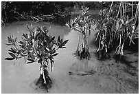 Small mangrove shrubs, Elliott Key. Biscayne National Park ( black and white)