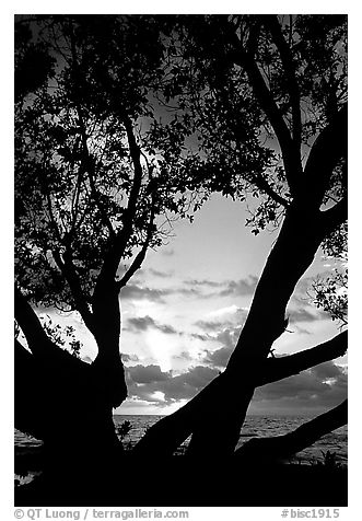 Sunrise framed by tree, Elliott Key. Biscayne National Park (black and white)
