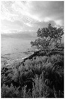 Saltwart plant community and tree on Atlantic coast, Elliott Key. Biscayne National Park ( black and white)