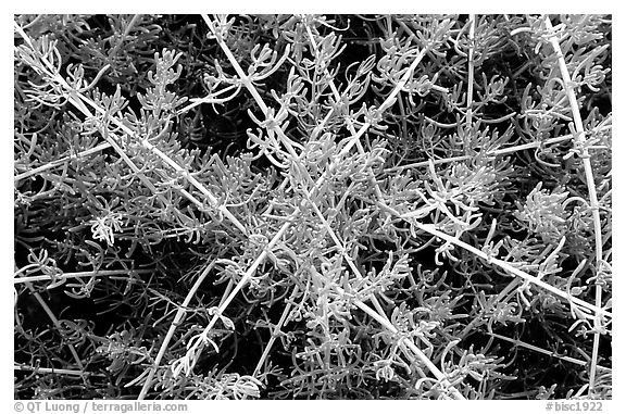 Saltwart plants close-up. Biscayne National Park (black and white)