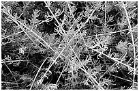 Saltwart plants close-up. Biscayne National Park, Florida, USA. (black and white)