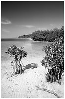 Mangrove shoreline on Elliott Key near the harbor, afternoon. Biscayne National Park ( black and white)