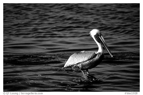 Pelican. Biscayne National Park (black and white)