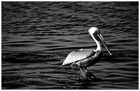 Pelican. Biscayne National Park ( black and white)
