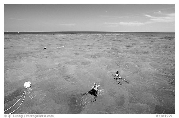 Snorklers. Biscayne National Park (black and white)
