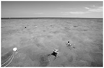 Snorklers. Biscayne National Park ( black and white)