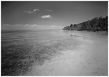 Shoreline and seagrass on Elliott Key near the harbor. Biscayne National Park ( black and white)