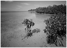 Depositional coastal environment with mangrove on Elliott Key, afternoon. Biscayne National Park ( black and white)