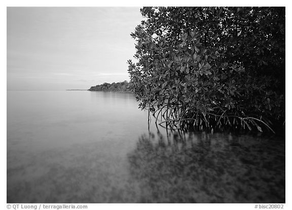 Mangrove shoreline at dusk, Elliott Key. Biscayne National Park (black and white)