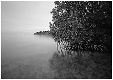 Coastal wetland community of mangroves at dusk, Elliott Key. Biscayne National Park, Florida, USA. (black and white)