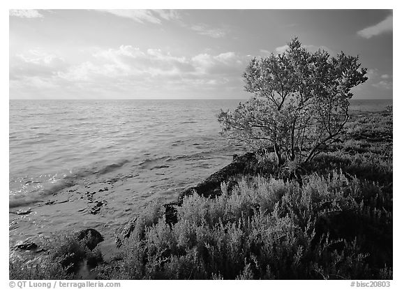 Saltwarts plants and tree on oceanside coast, early morning, Elliott Key. Biscayne National Park (black and white)