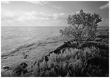 Saltwarts plants and tree on oceanside coast, early morning, Elliott Key. Biscayne National Park ( black and white)