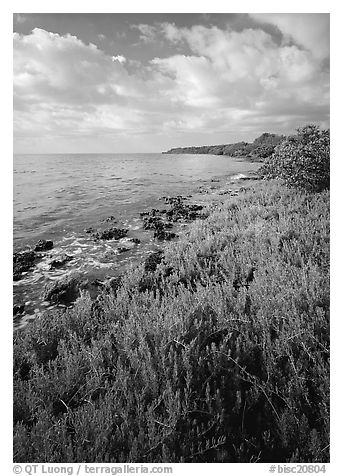 Saltwarts plants and tree on the outer coast, morning, Elliott Key. Biscayne National Park (black and white)