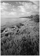 Saltwarts plants on outer coast, morning, Elliott Key. Biscayne National Park ( black and white)