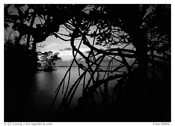 Silhouetted mangroves at dusk. Biscayne National Park (black and white)