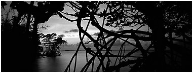 View over Florida Bay through mangrove branches at sunset. Biscayne National Park (Panoramic black and white)