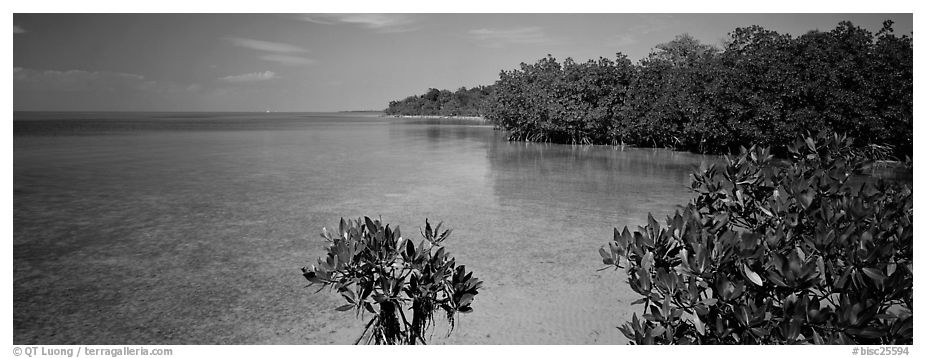 Eliott Key shoreline with mangroves. Biscayne National Park (black and white)