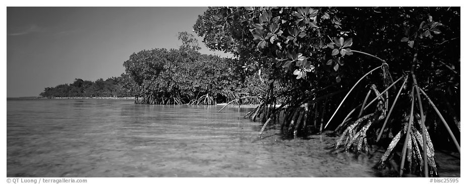 Mangrove coastline. Biscayne National Park (black and white)