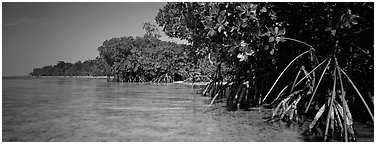 Mangrove coastline. Biscayne National Park (Panoramic black and white)