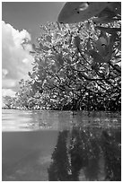 Over and underwater view of mangroves. Biscayne National Park ( black and white)