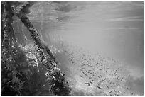 Mangrove roots and juvenile fish. Biscayne National Park ( black and white)
