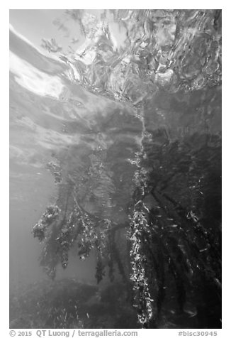 Mangrove roots and surface reflections. Biscayne National Park (black and white)