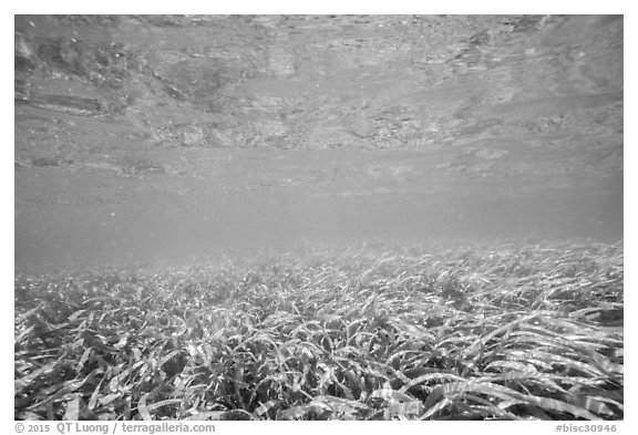 Underwater view of seagrass. Biscayne National Park (black and white)