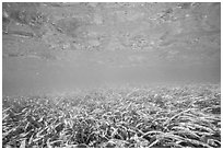 Underwater view of seagrass. Biscayne National Park ( black and white)