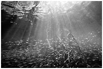Sunrays and silverside fish school in mangrove forest. Biscayne National Park ( black and white)