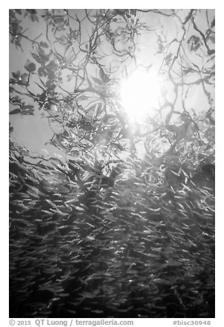 Looking up school of silverside fish and mangrove branches. Biscayne National Park (black and white)