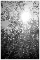 Looking up school of silverside fish and mangrove branches. Biscayne National Park ( black and white)